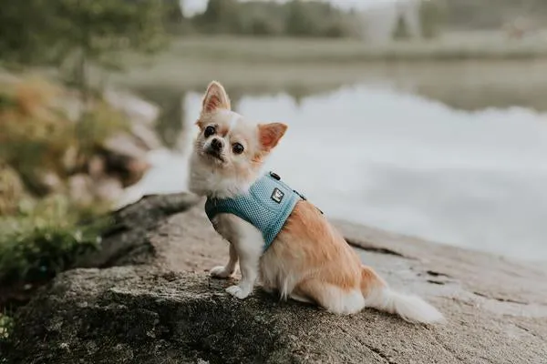 Hurtta Motivation Cooling Vest