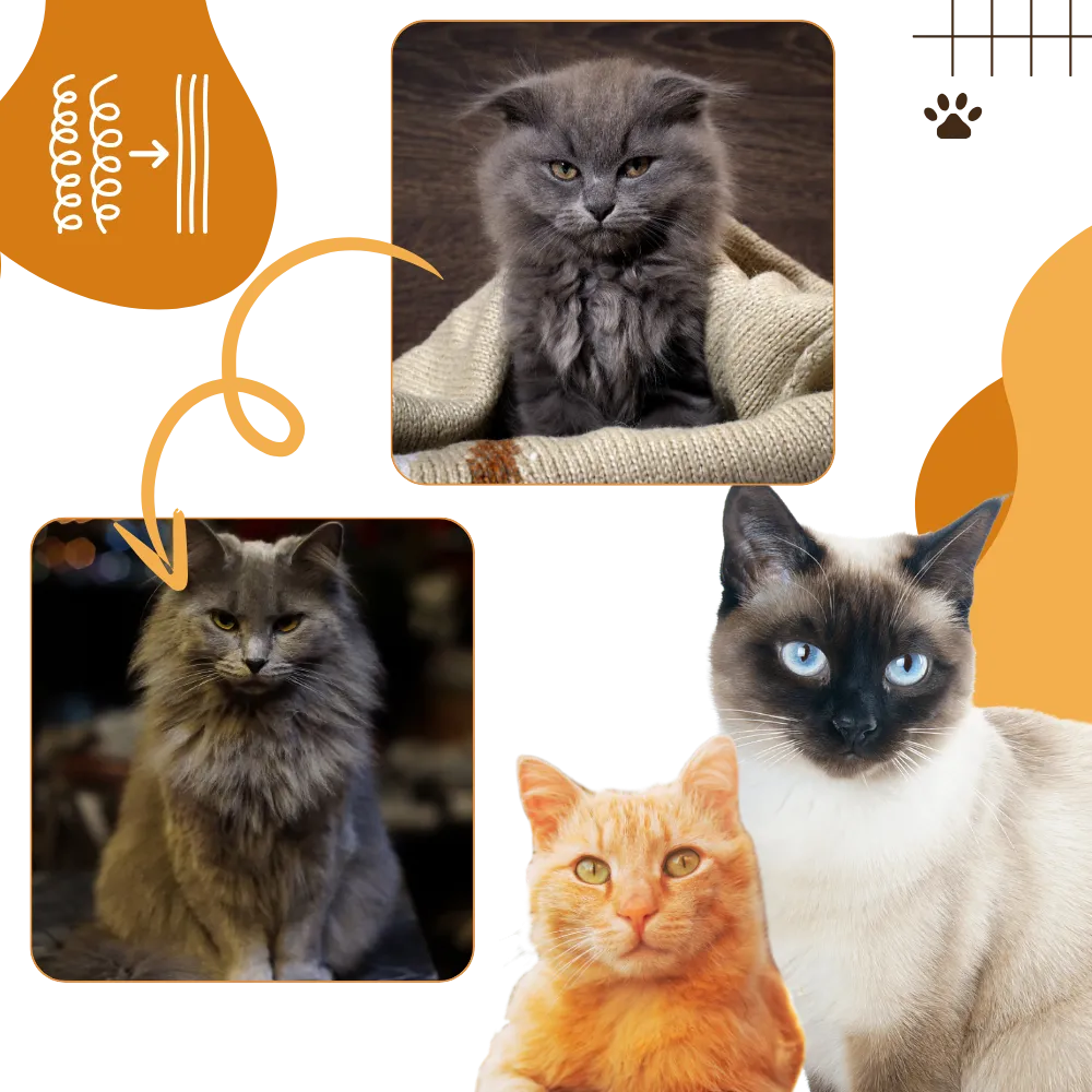Multi-function Cat Slicker Brush
