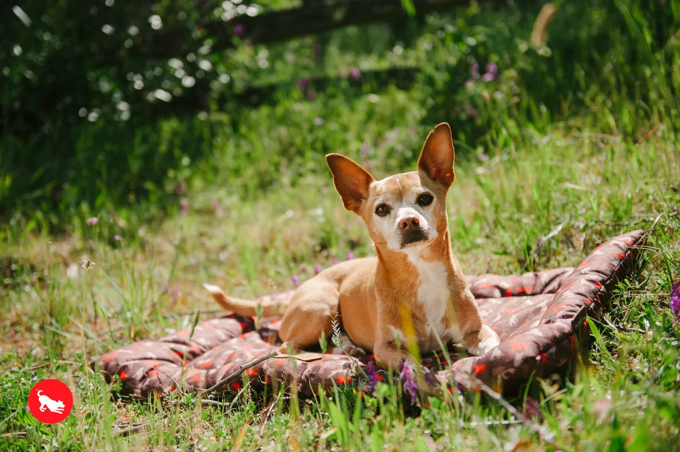 Outdoor Chill Pad For Pets