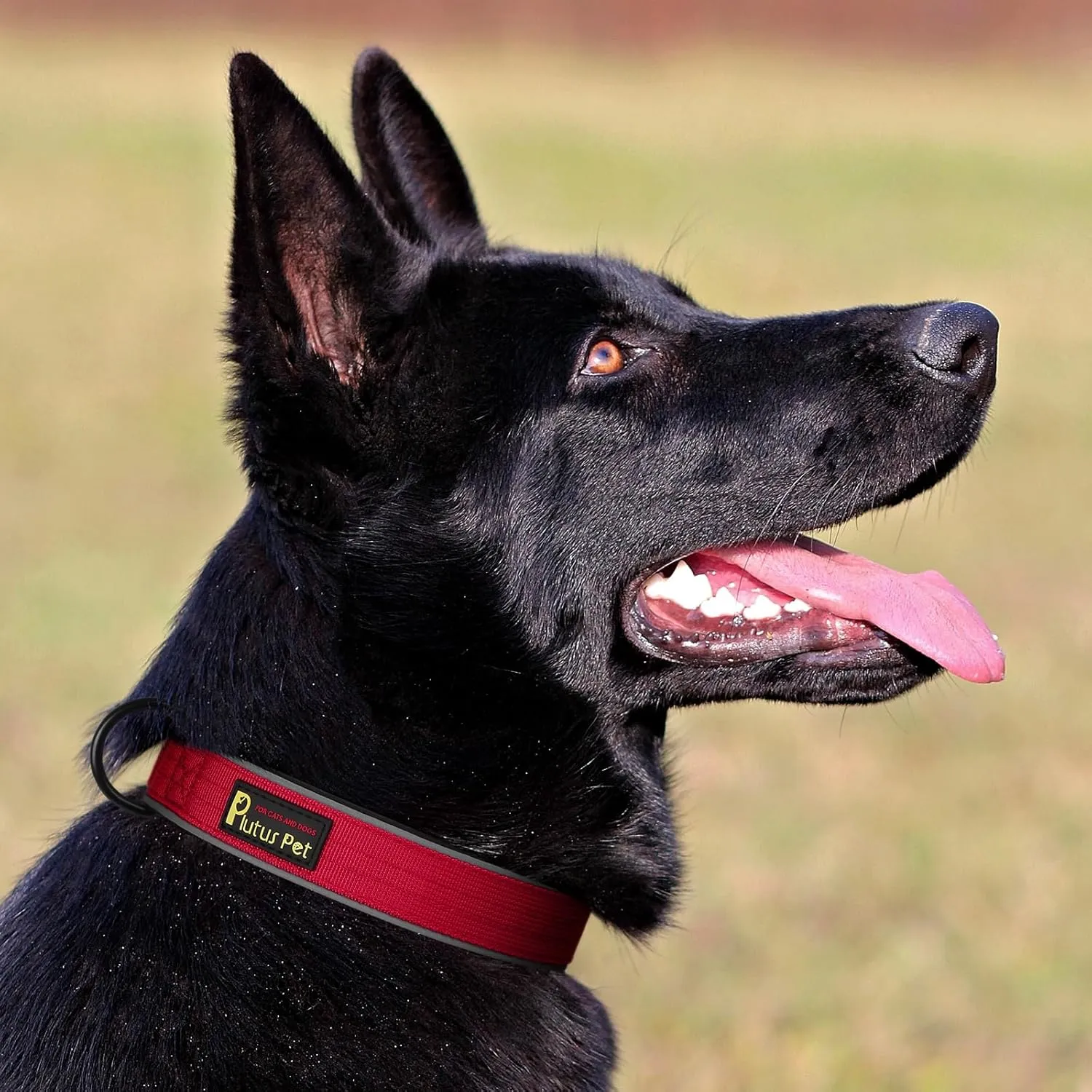 Plutus Pet Tactical Dog Collar, Reflective, Adjustable Heavy Duty Dog Collar, Soft Padded and Comfortable, for Small Medium and Large Dogs (Red, M)