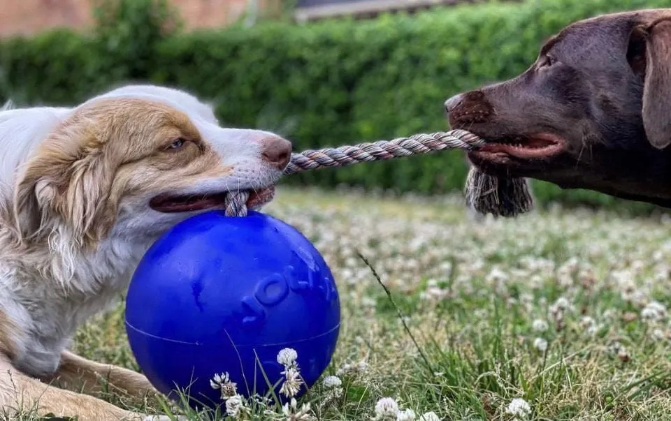 Romp-n-Roll Ball