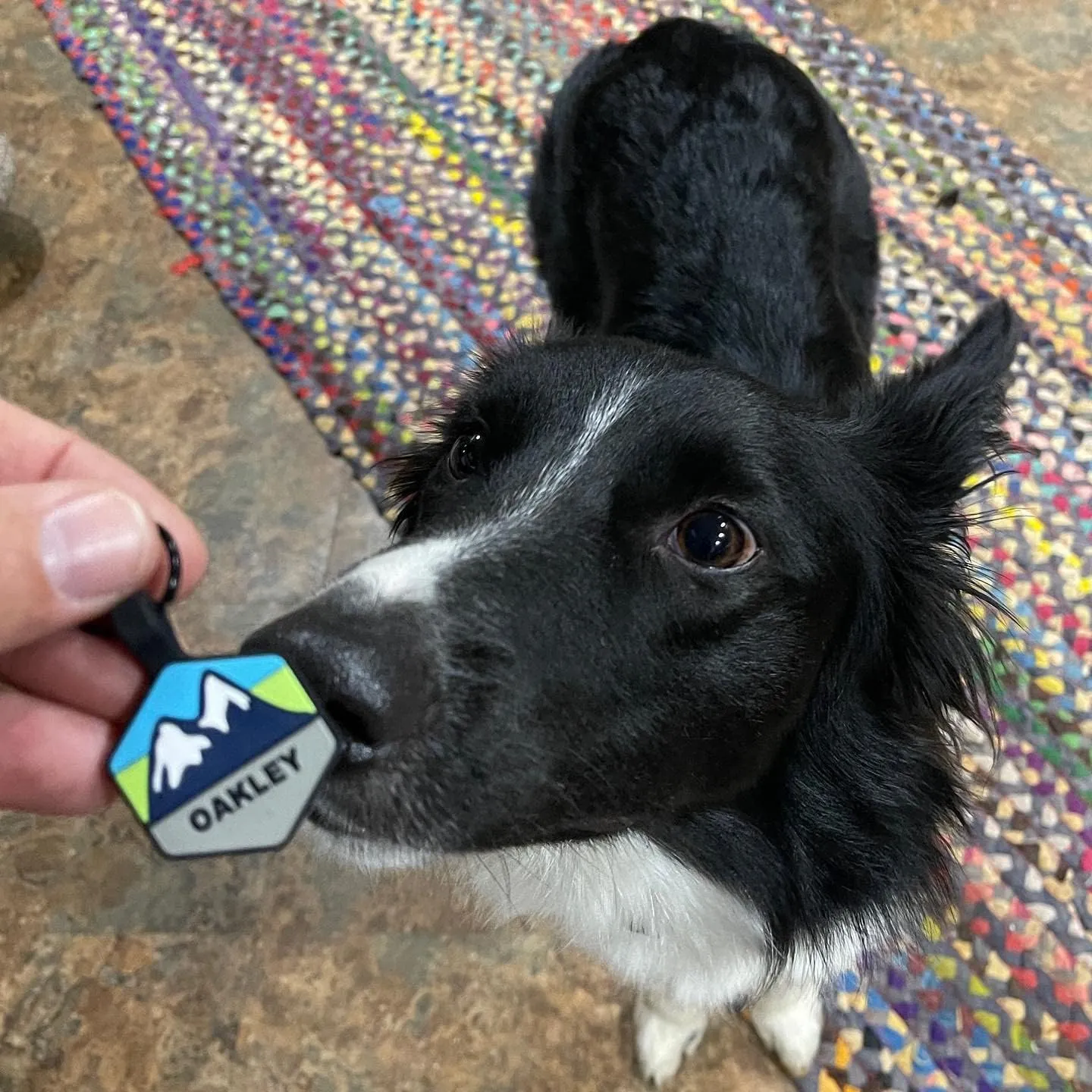 Silent Dog Tag Personalized with 5 Lines of Custom Deep Engraved Durable Soundless Silicone Pet ID Name Tag Hexagon Snow Mountain Boy