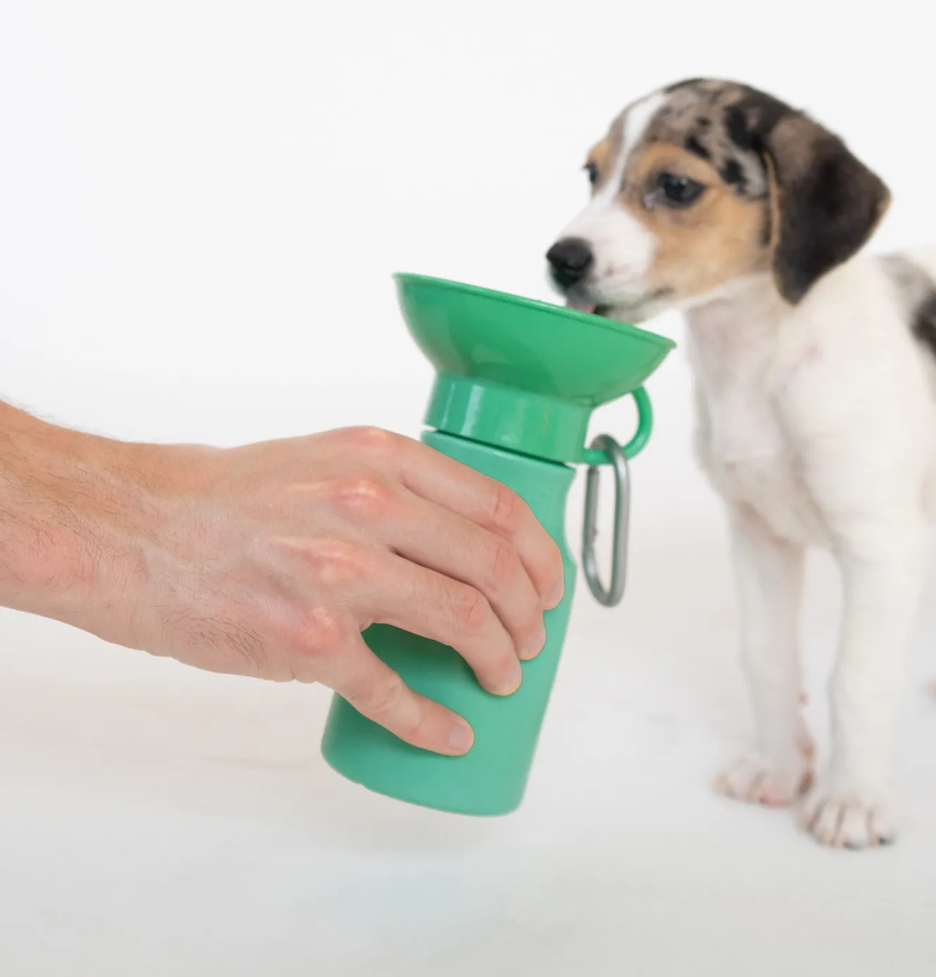 Springer Water Bottle