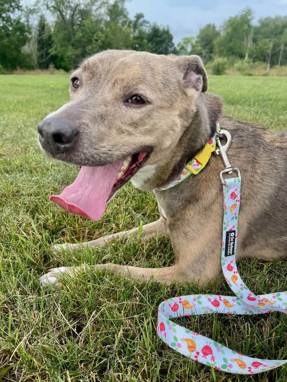 Tweet Birds Green & Blue Comfy, Adjustable Cute Dog Collar